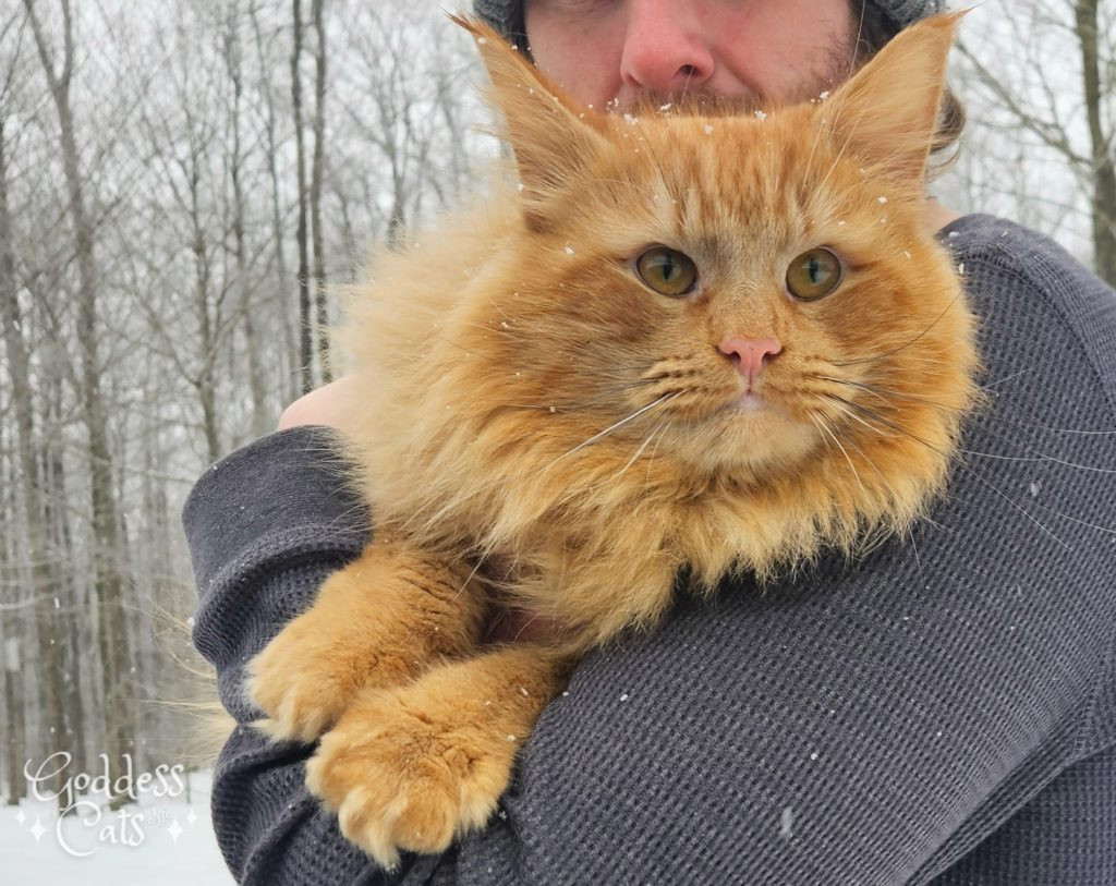 A playful Norwegian Forest Cat kitten with a tabby pattern, showcasing its thick fur.
