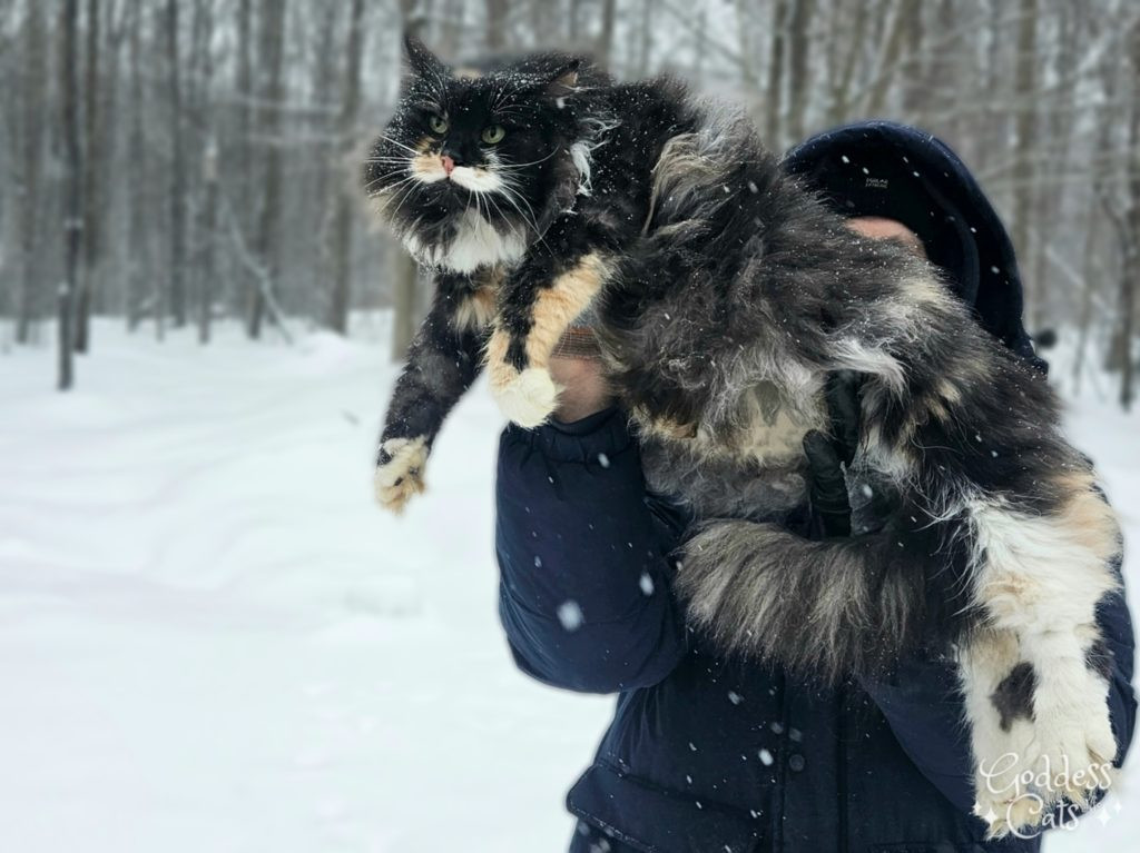 A group of Norwegian Forest Cat kittens of different colors playing together, showing their playful nature.