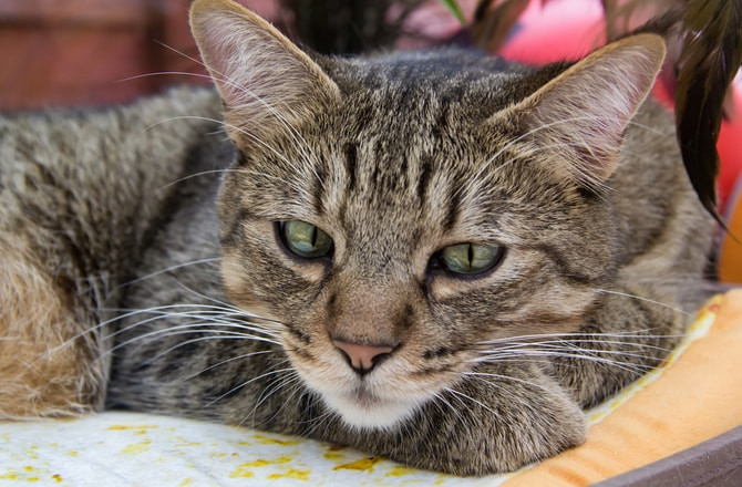 A Pixiebob cat with a short tail and hooded eyes, sitting on a wooden surface.