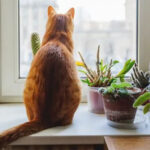 orange-cat-sitting-on-window-sill-next-to-house-plants