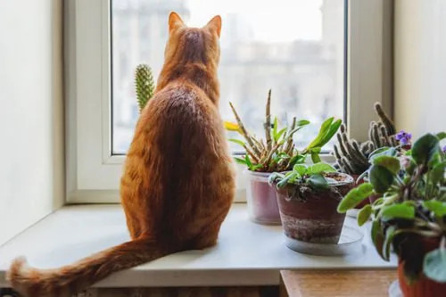 orange-cat-sitting-on-window-sill-next-to-house-plants