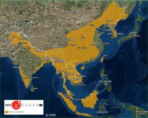 leopard cat range map