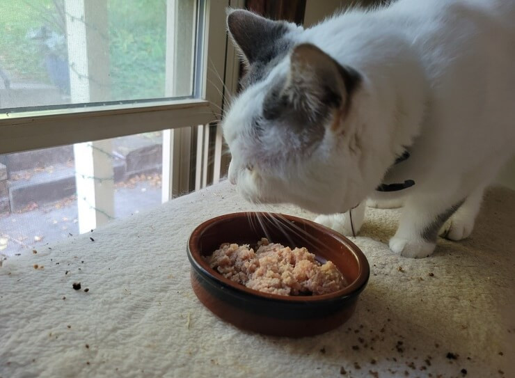 Cat eating raw rabbit food