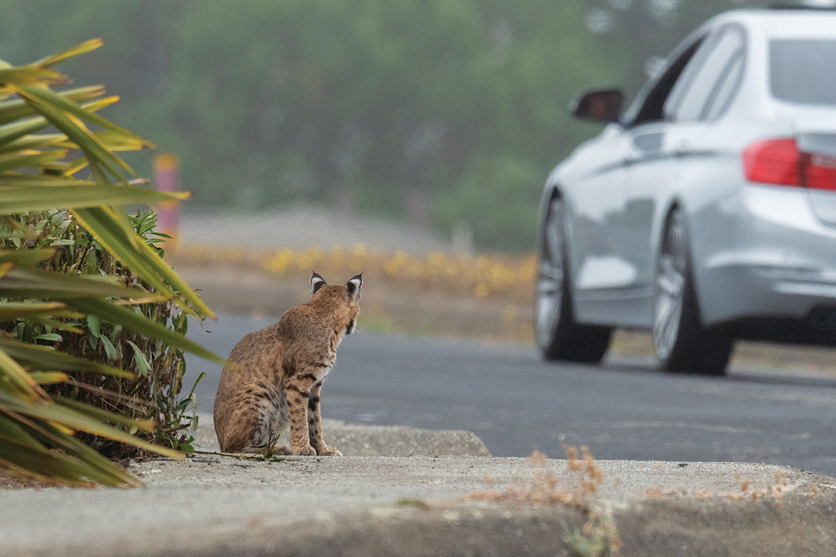 Bobcat mother attentively waiting before crossing a suburban driveway