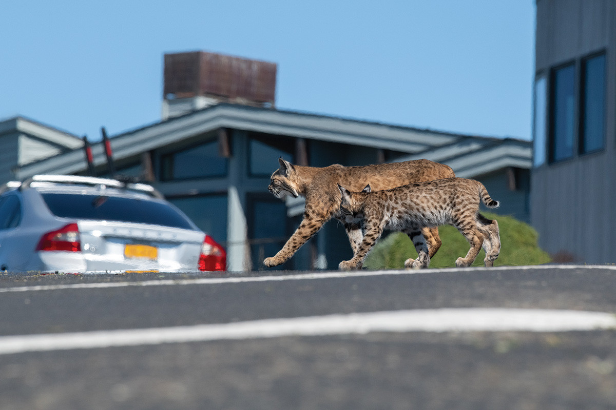 Bobcat mother and kittens carefully crossing a suburban street