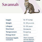 chart depicting a savannah cat