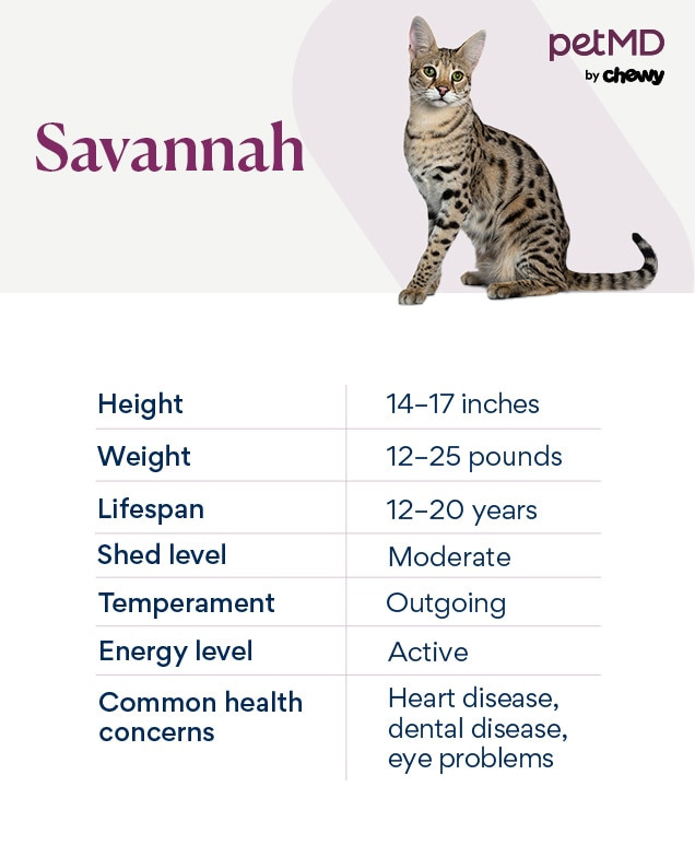 chart depicting a savannah cat