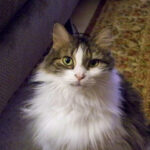 Confused cat face expressing disbelief and questioning with the text "Say what!!??" overlaid.