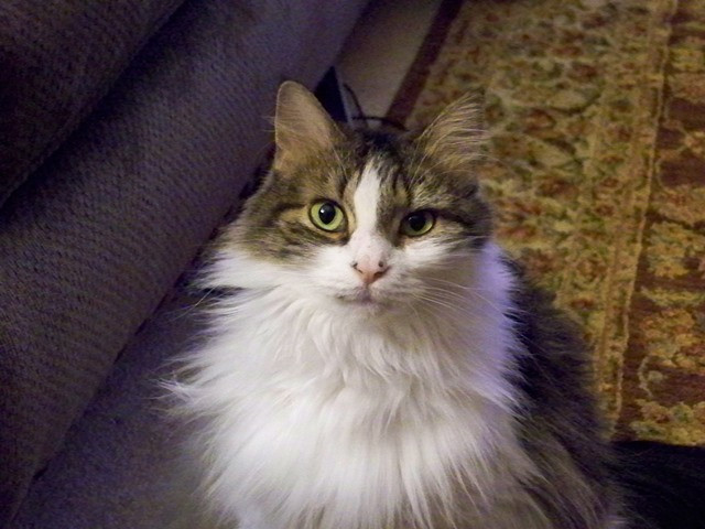 Confused cat face expressing disbelief and questioning with the text "Say what!!??" overlaid.