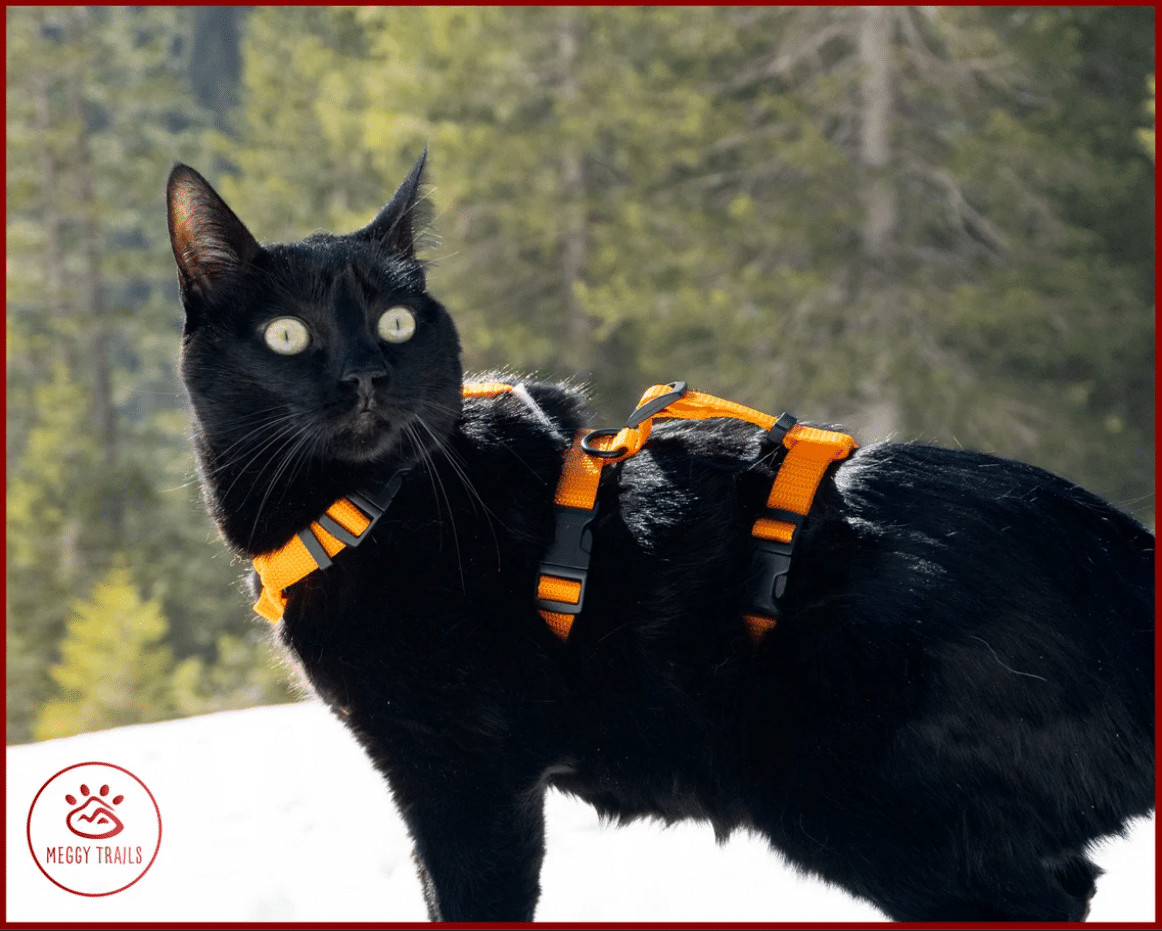 ESCAPE proof CAT HARNESS by MeggyTrails