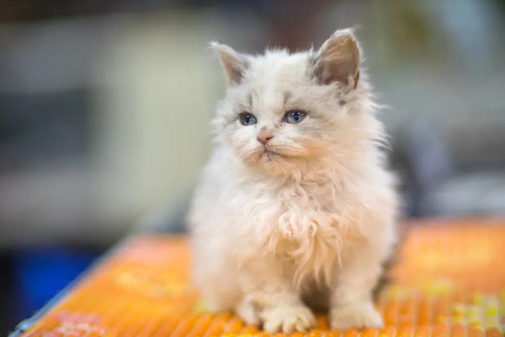 A fluffy Selkirk Rex kitten with incredibly curly fur, and a sweet, innocent gaze, highlighting its plush, teddy-bear like appearance.