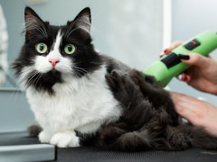 Shave-A-Cat-1-240x180