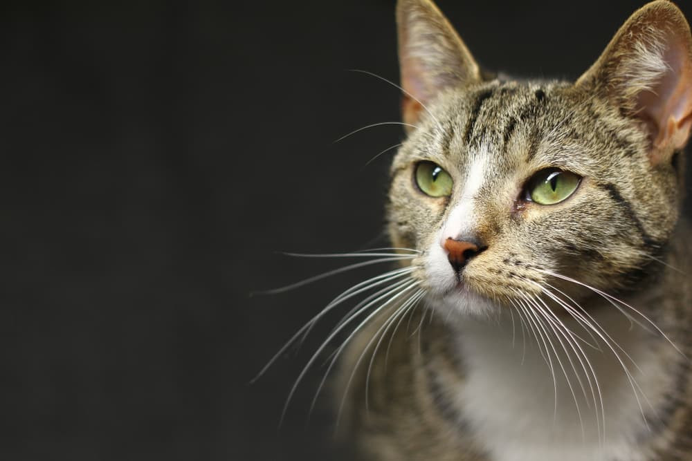 Close-up of a cat looking at the camera