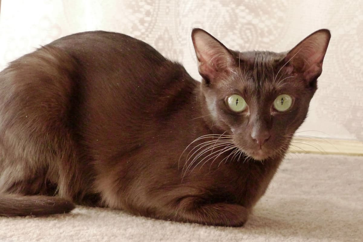 Havana Brown cat with rich brown fur
