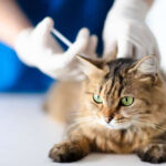 Cerenia injection for cats being prepared by a veterinarian