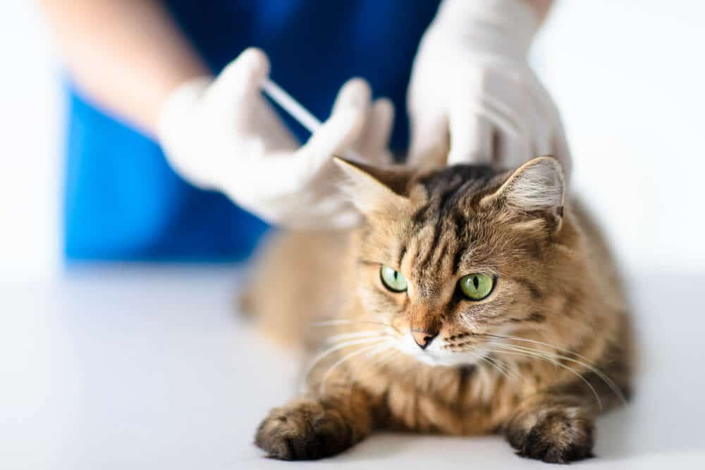 Cerenia injection for cats being prepared by a veterinarian