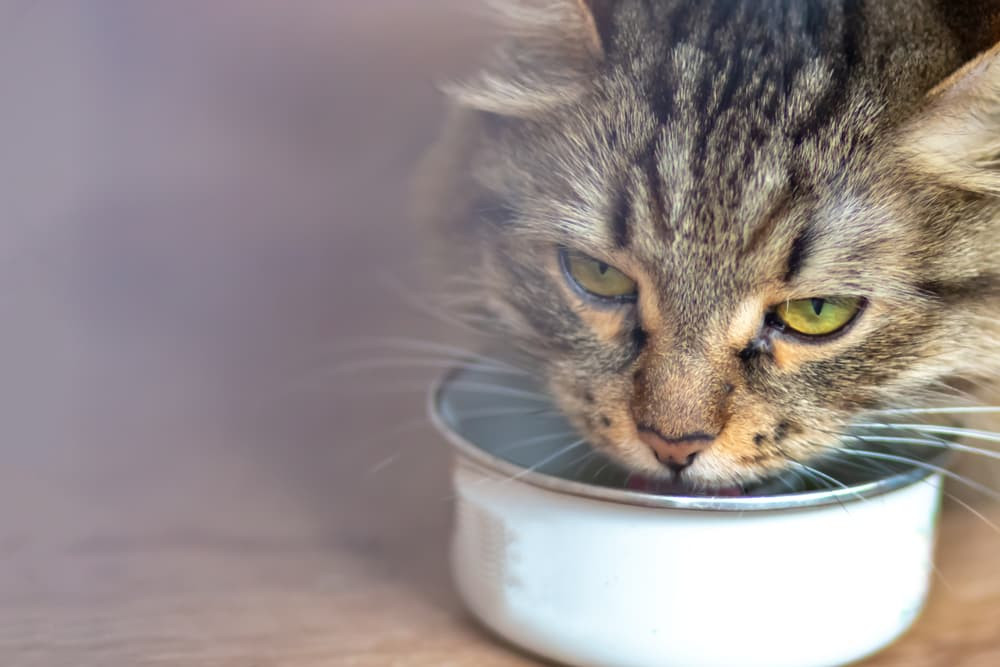 Domestic cat eating high-calorie cat food from a bowl