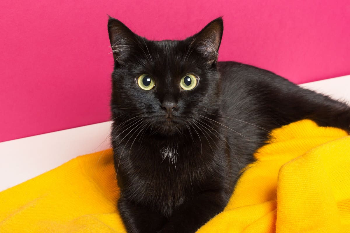 Elegant black cat lounging on a yellow blanket