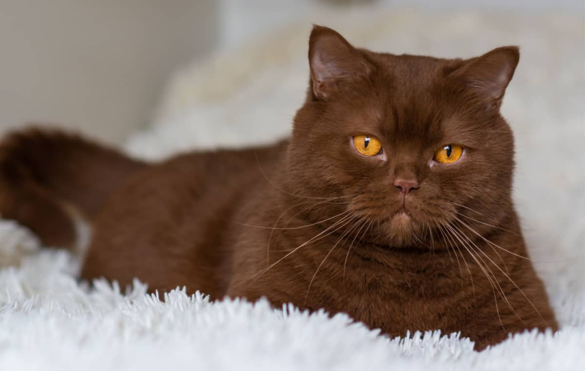 Brown cat comfortably resting indoors