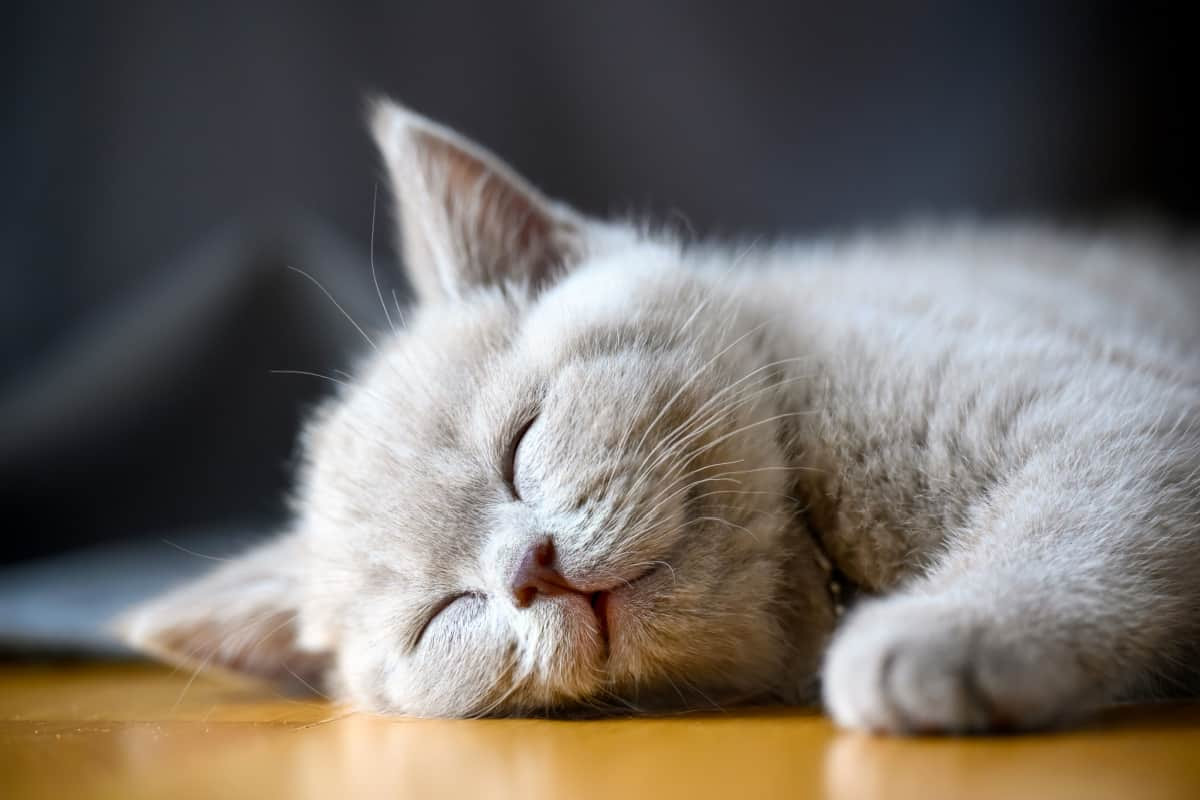 Lilac or lavender cat sleeping peacefully