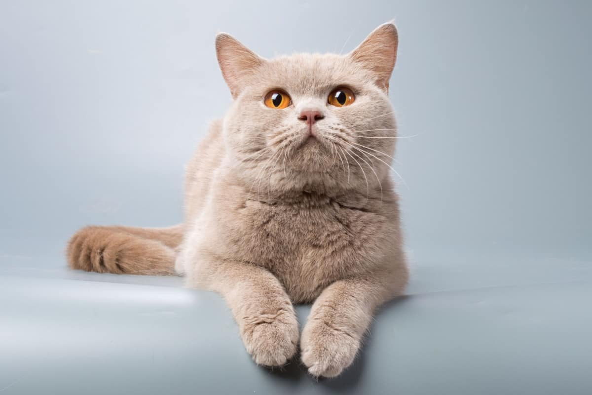 Fawn colored cat with light beige fur
