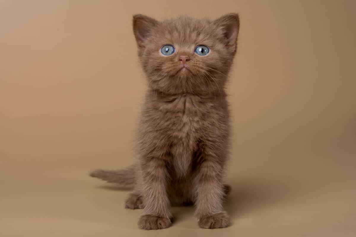 Cinnamon colored cat with reddish-brown fur