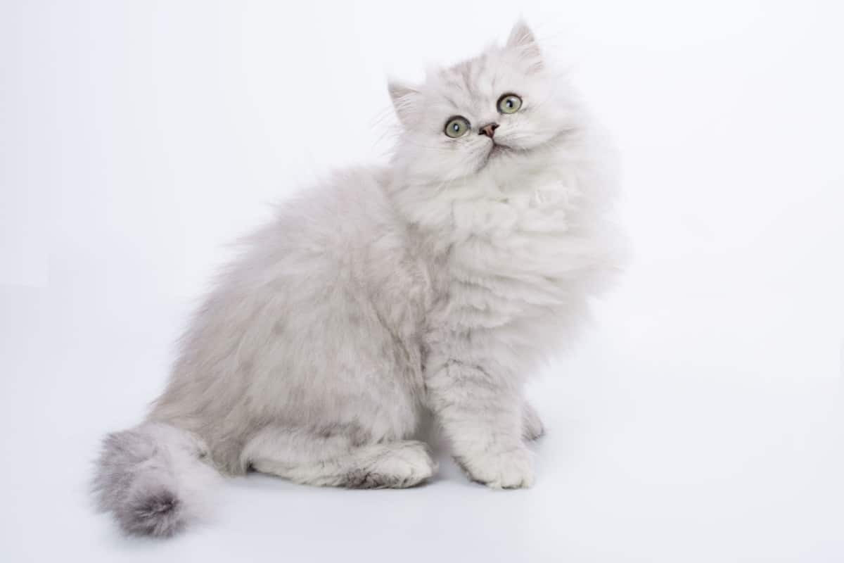 Chinchilla cat with silver-tipped fur