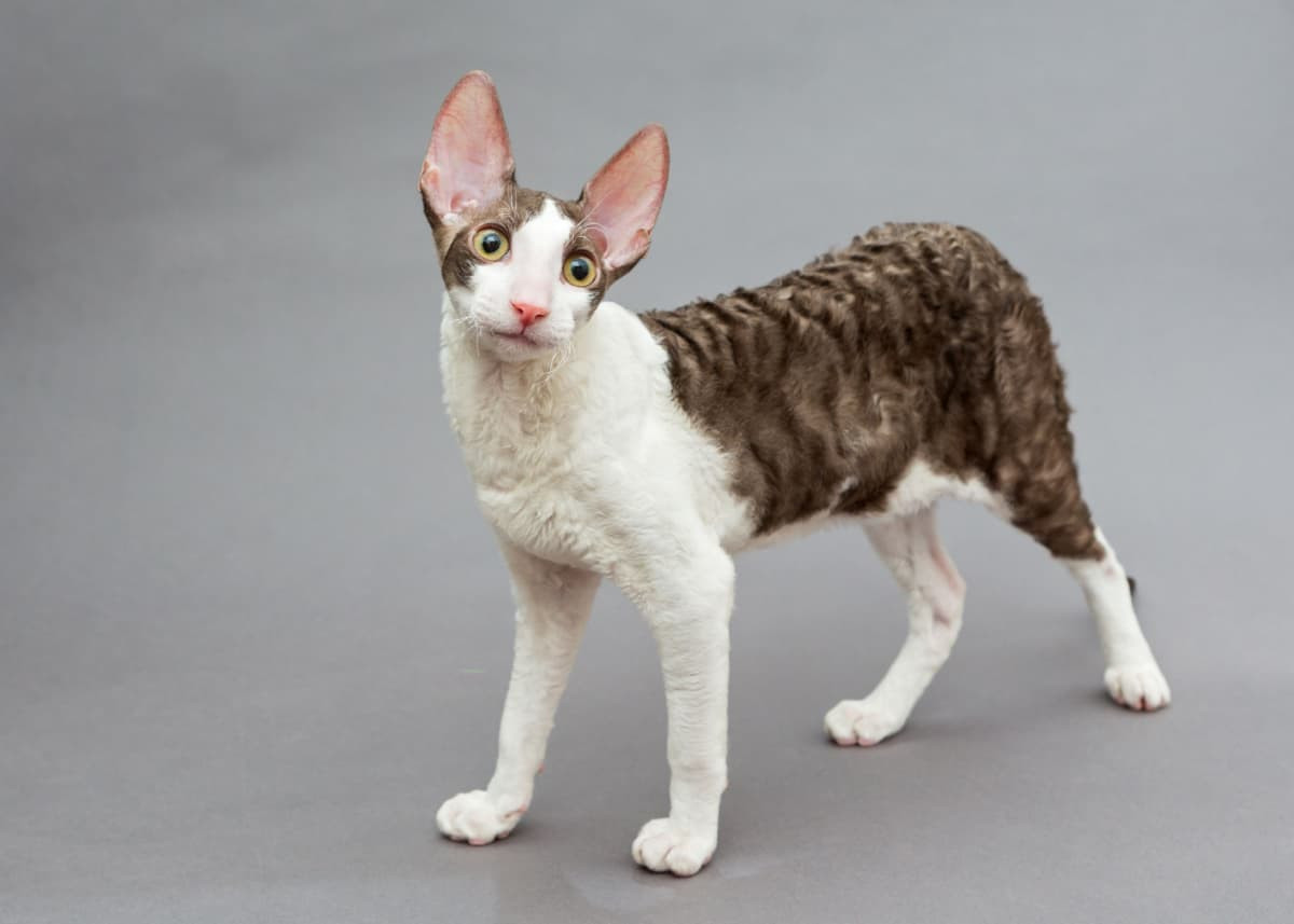 Cornish Rex cat with curly coat