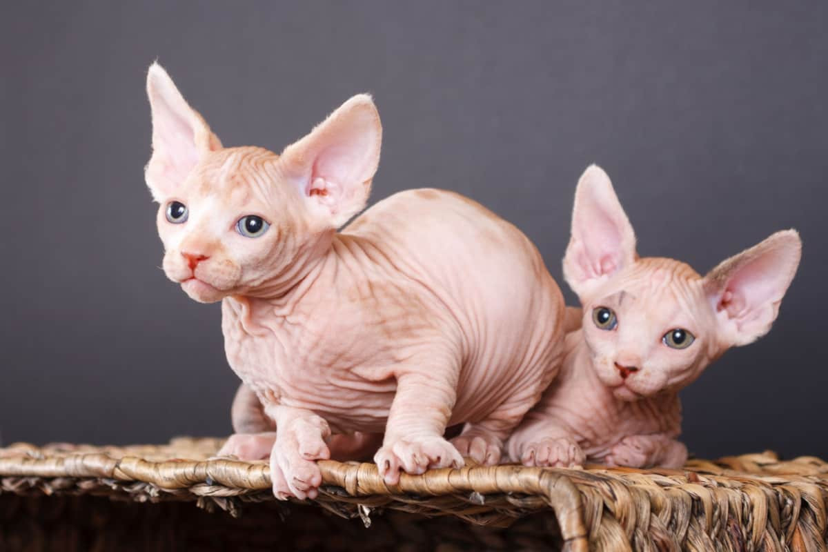 Sphynx kittens huddled in a basket
