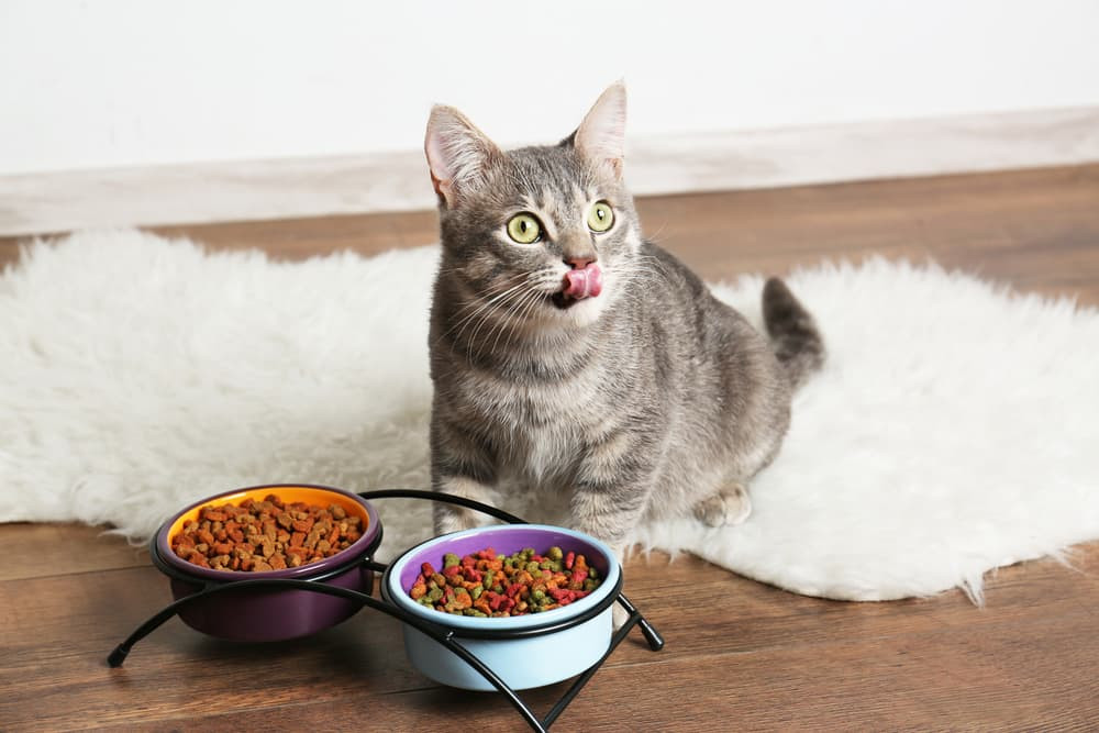 Confused cat looking at high-calorie cat food