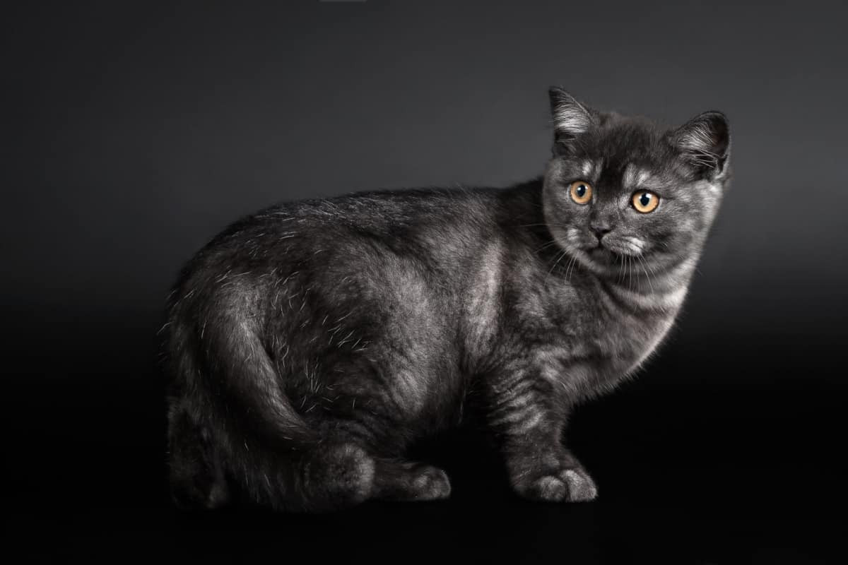 Black smoke kitten with light undercoat visible