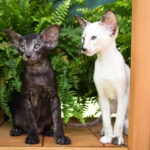 Siamese and Oriental Shorthair kittens are at park