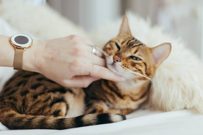 Concerned cat owner checks on their sick cat, highlighting the need for attention and care during coccidiosis treatment with Albon