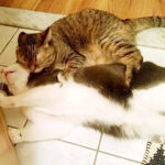 I wish Sita and Pip groomed each other lovingly. Instead there