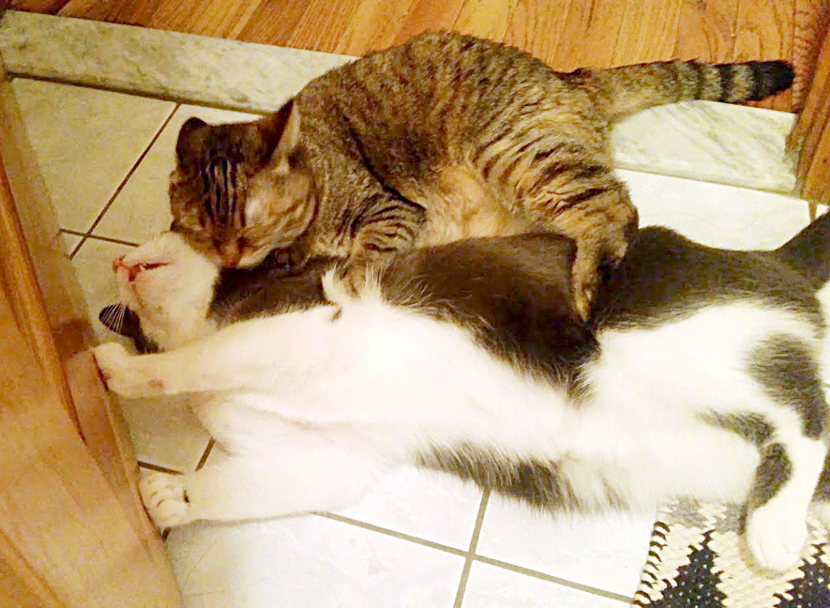 I wish Sita and Pip groomed each other lovingly. Instead there