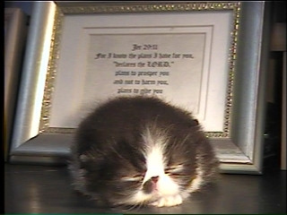 newborn persian kitten