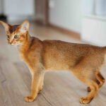 Abyssinian cat standing in a hallway with curious expression