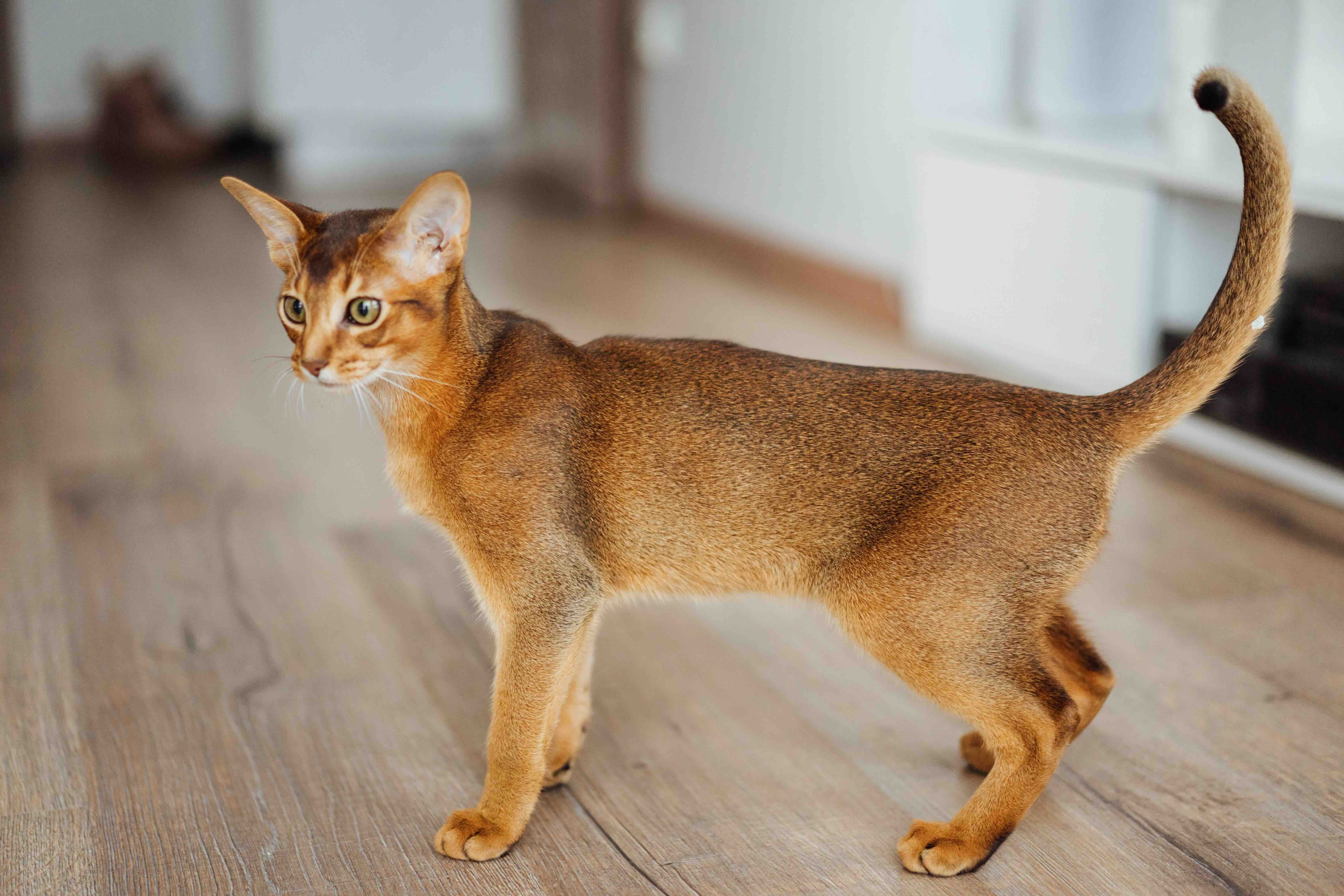 Abyssinian cat standing in a hallway with curious expression