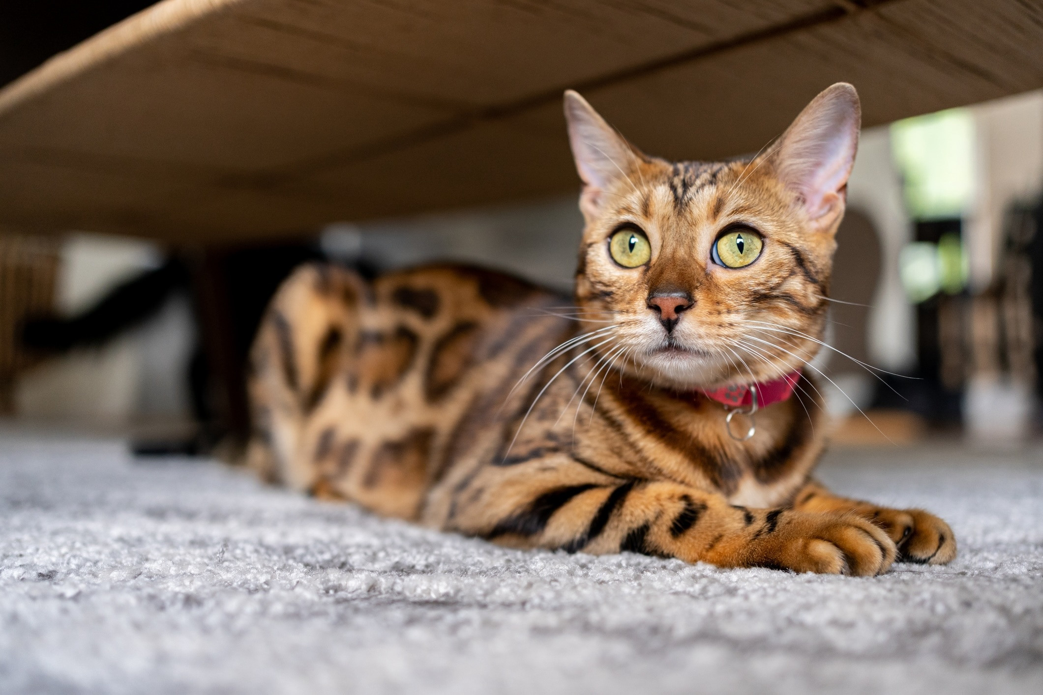 Energetic bengal cat lying on the ground wearing a red collar in an outdoor setting