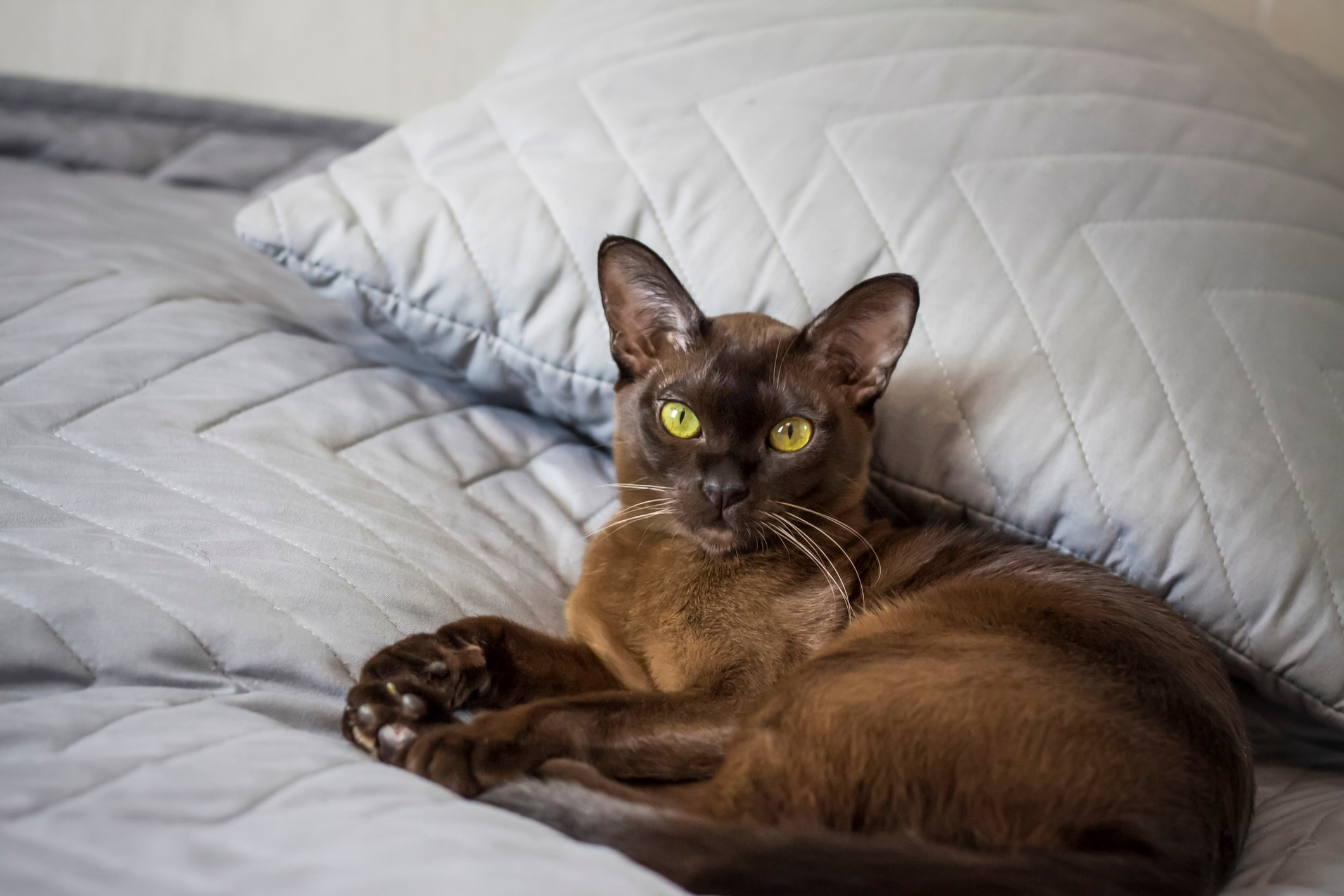 Affectionate brown Burmese cat comfortably lying on a human bed seeking attention
