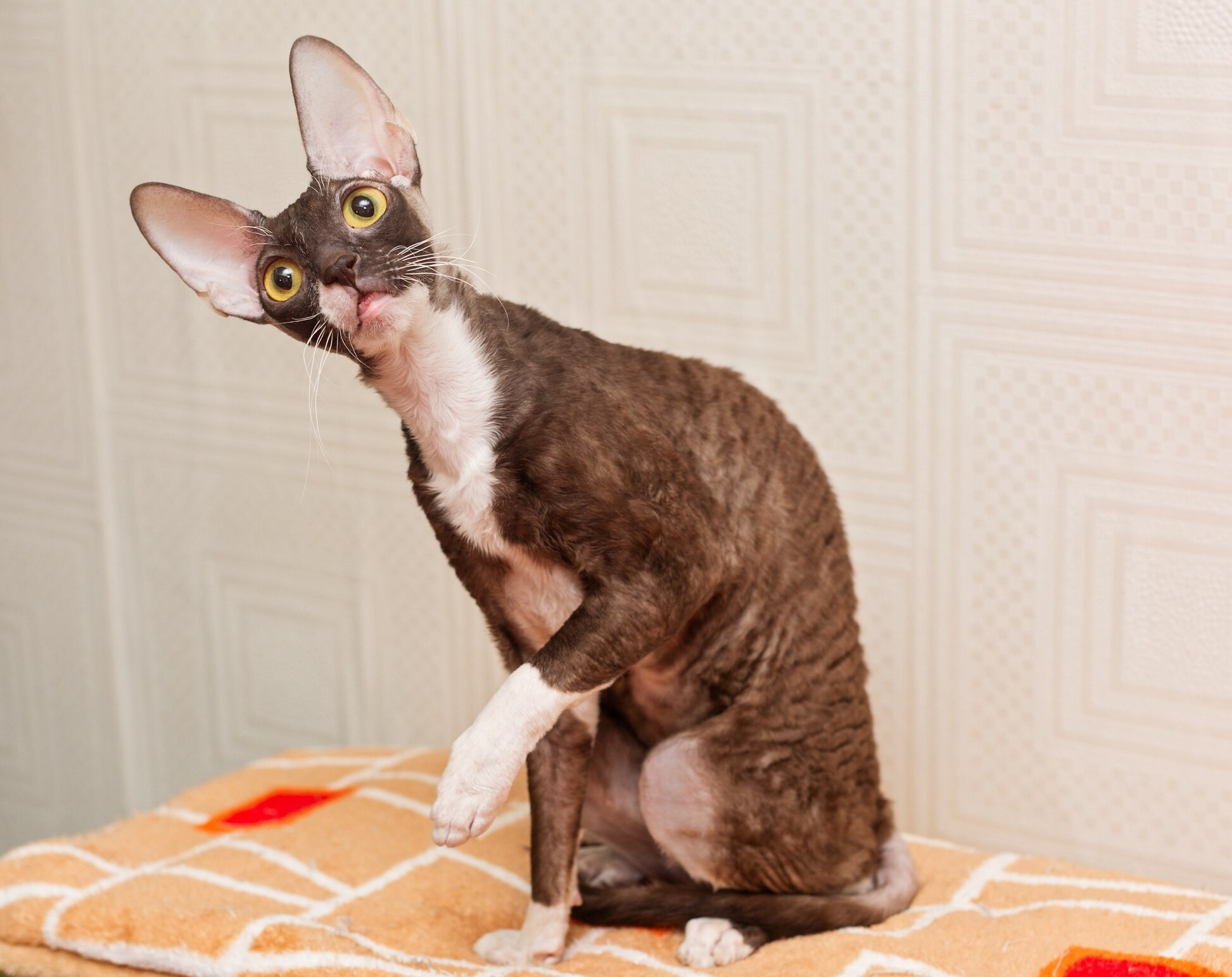 Agile brown Cornish Rex cat sitting with head tilted displaying curiosity