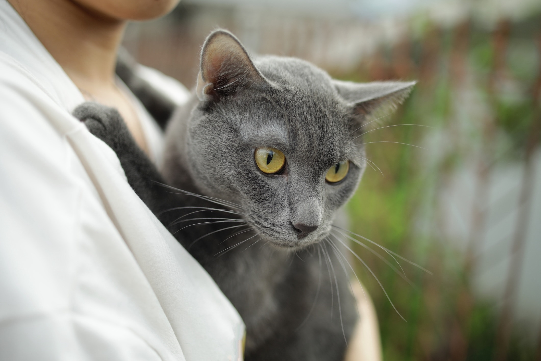 Gentle woman lovingly holding a beautiful Korat cat with heart-shaped face