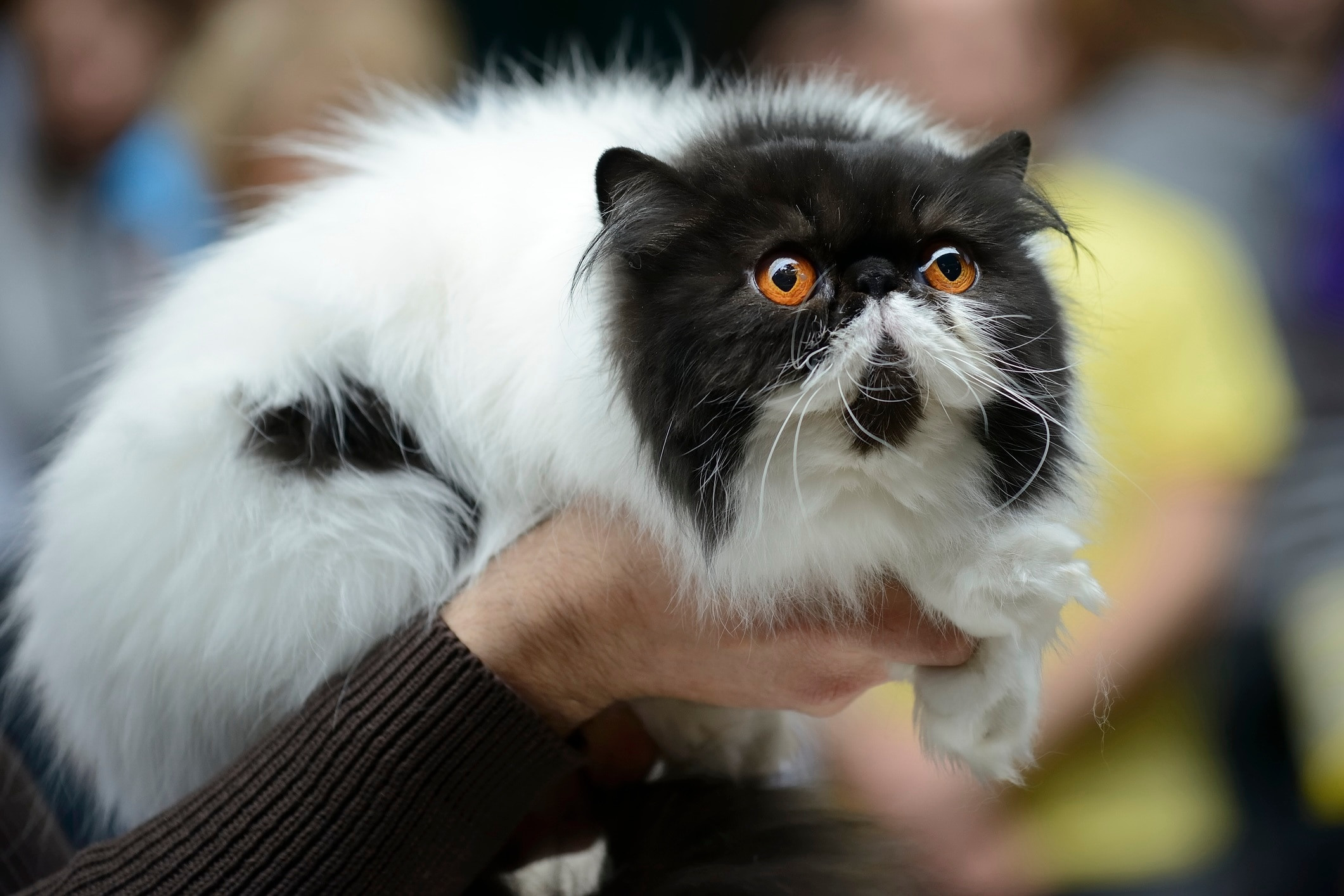 Contemplative black and white Persian cat being gently held and looking aside