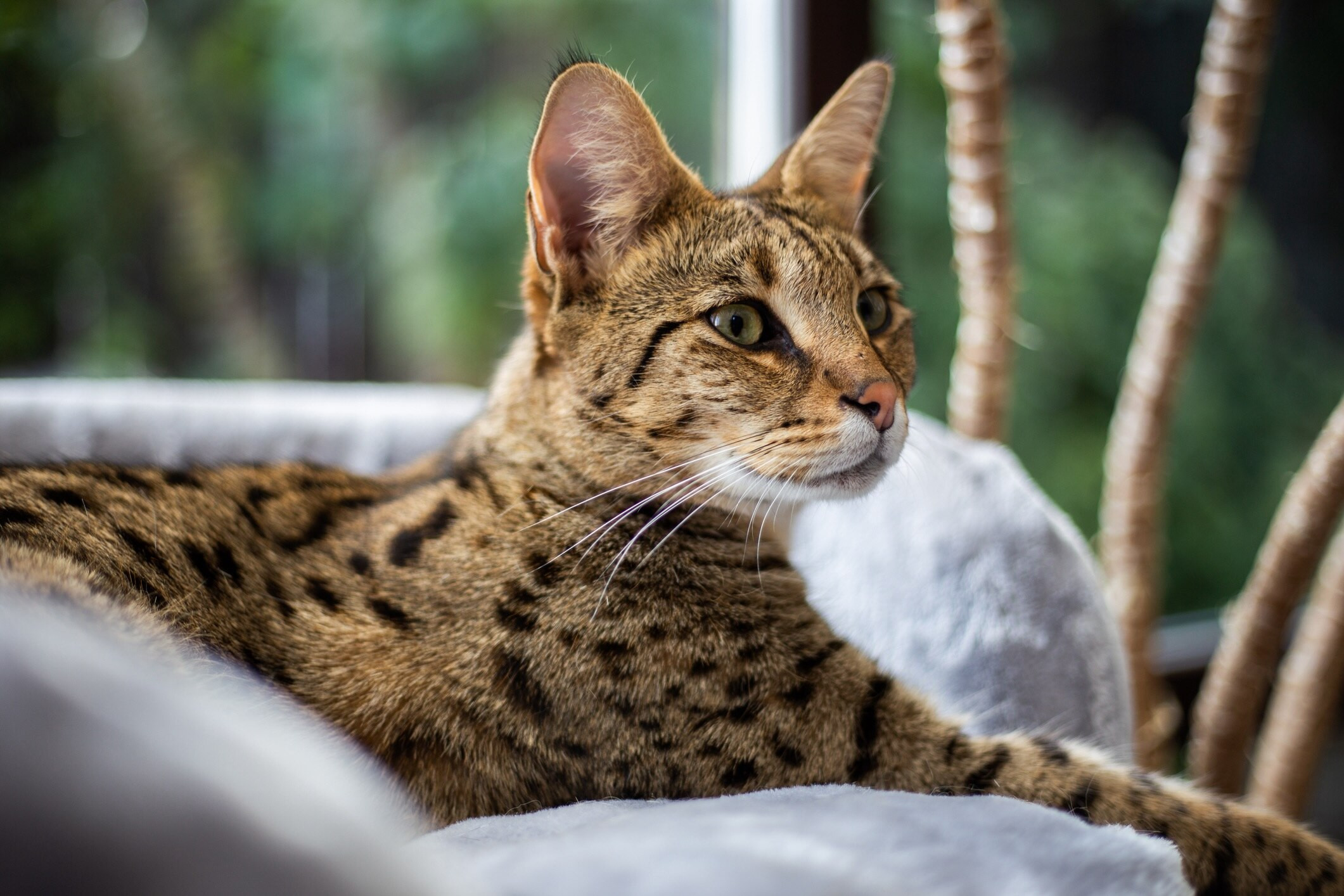 Exotic savannah cat gracefully lying on a couch displaying its wild ancestry