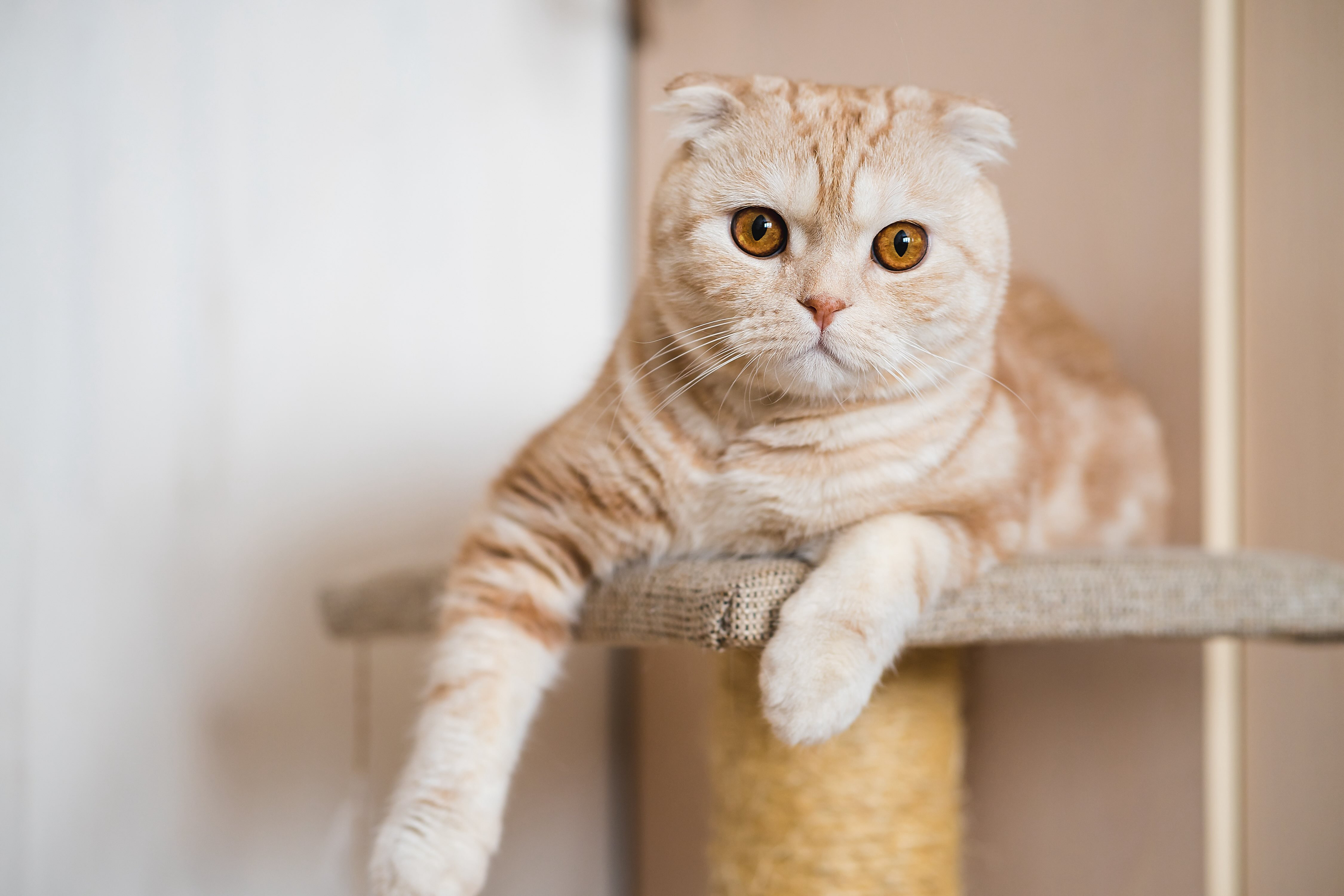 Calm orange tabby Scottish Fold cat relaxing in a cat tree observing surroundings