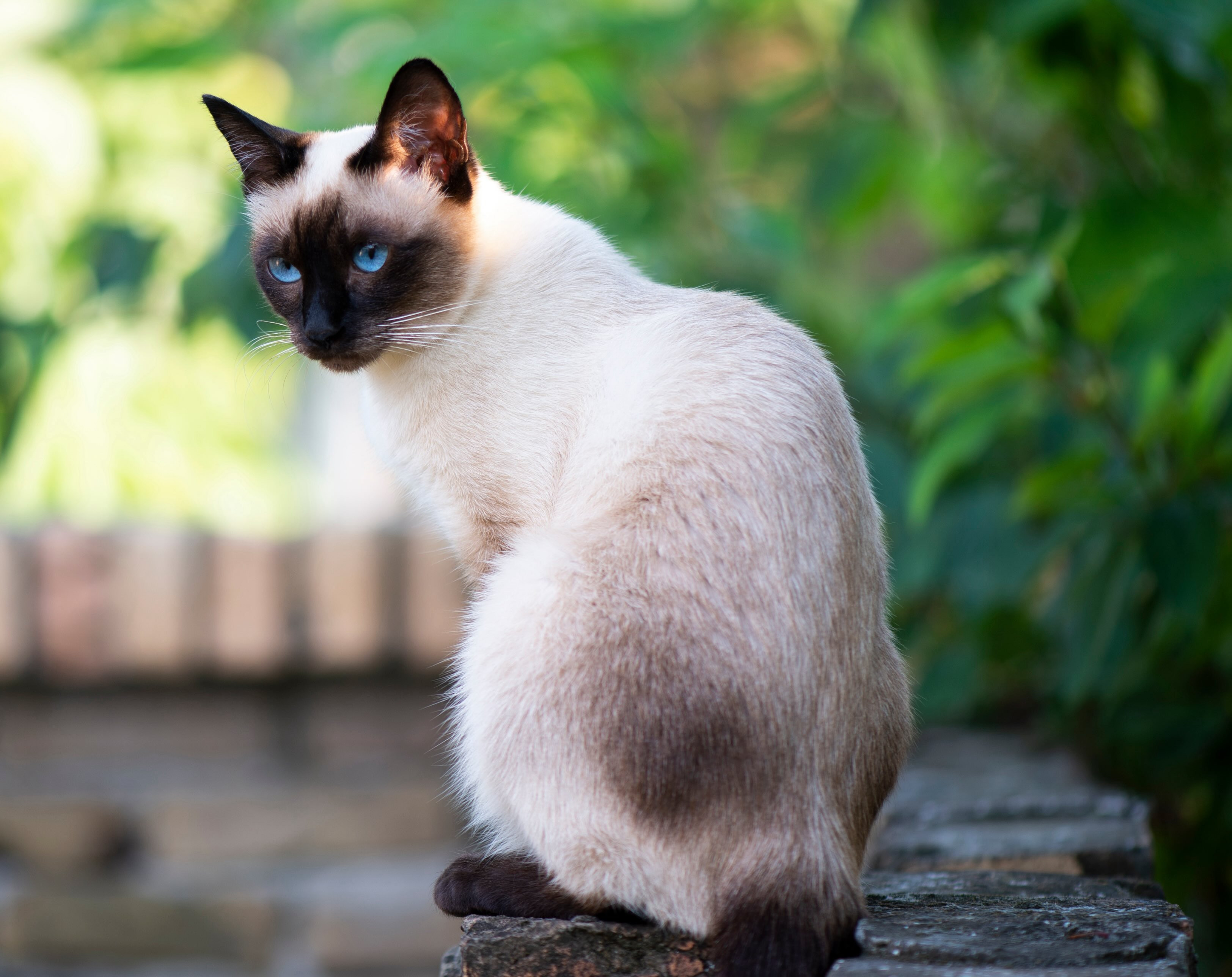 Elegant Siamese cat with blue eyes sitting and attentively looking over shoulder