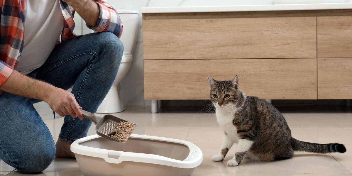 Close up of a dirty cat litter box needing cleaning