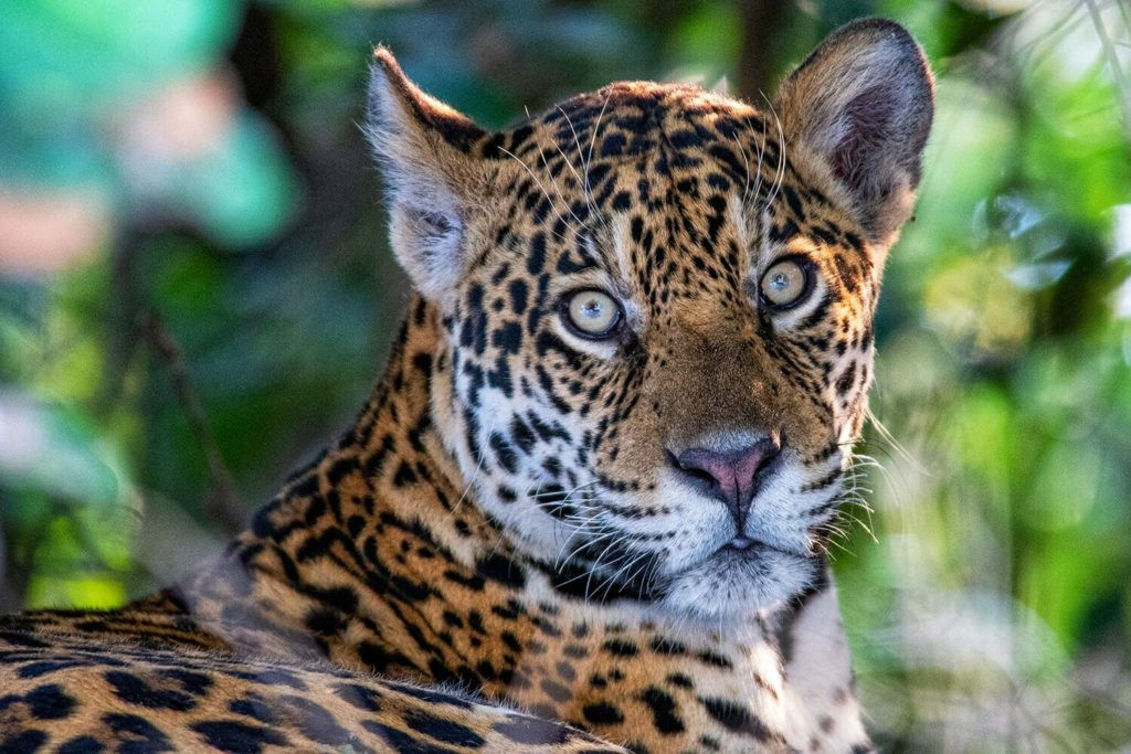 Wild cats lower classification - Jaguar resting on the bank of Cuiaba river in Porto Jofre, Brazil