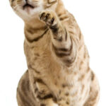 Soft Paws are cheaper and faster at solving problem cat scratching than declawing.