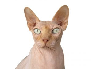 A hairless Sphynx cat with wrinkled skin and large ears